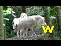 ALPHABET ANIMALS PHONICS ALPHABET SONG Part 5 EDUCATIONAL KID VIDEO TODDLERS PRESCHOOL K 3