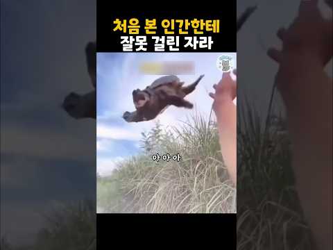 인간은 참 짓궂다니까...광고 상품 좀 눌러주세요~(찡긋) #더빙농장 #동물더빙 #funnyanimals  …