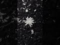 Snowflakes Up Close