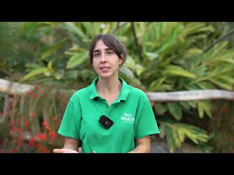 NOTICIA SERVALES   PRENSA