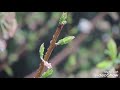 Sawan Ko Aane Do Status Video