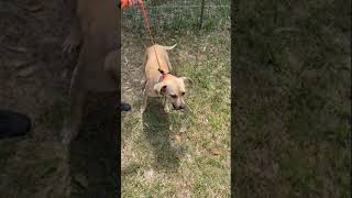 Video preview image #1 Labrador Retriever-Unknown Mix Puppy For Sale in Camden, SC, USA