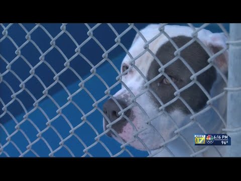 YouTube video about: How many dogs can you have in kern county?