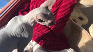 Sphynx cat (Smeagol) asking for attention