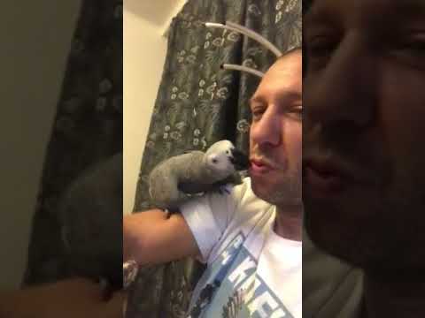 Ovo se zove ljubav 💕 African grey parrot gives a kiss 💋