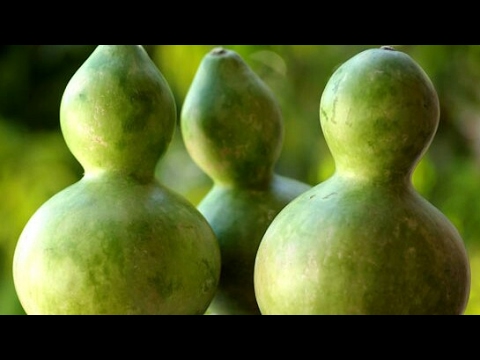 How to Grow Gourds -Part 1-