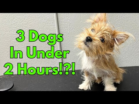 Grooming 3 Dogs In Under 2 Hours