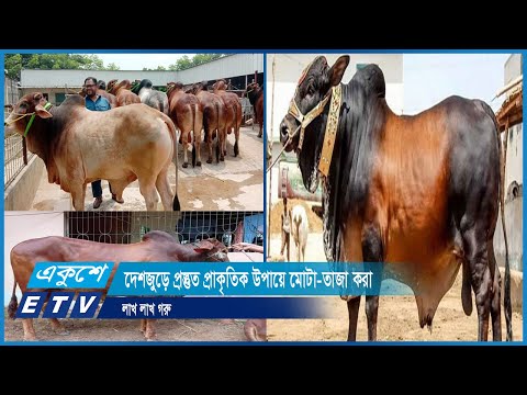 দেশজুড়ে প্রস্তুত প্রাকৃতিক উপায়ে মোটা-তাজা করা লাখ লাখ গরু | ETV News