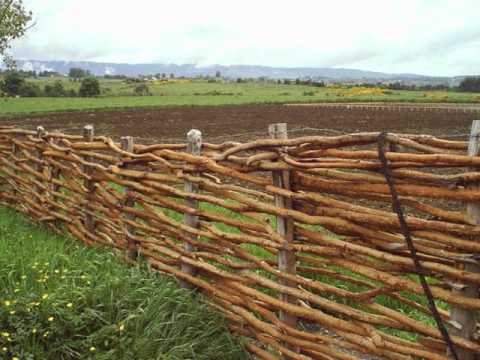 El camahueto y medan (jaime Barria) Bordemar