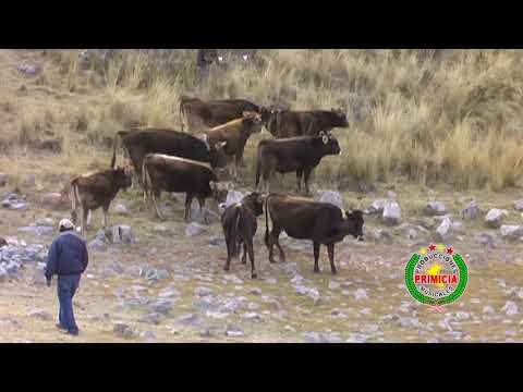 ✓♪♫ PURITO CANIPACO ORQ. INTERNACIONAL SUPER ASES DEL CANIPACO (PRIMICIA)