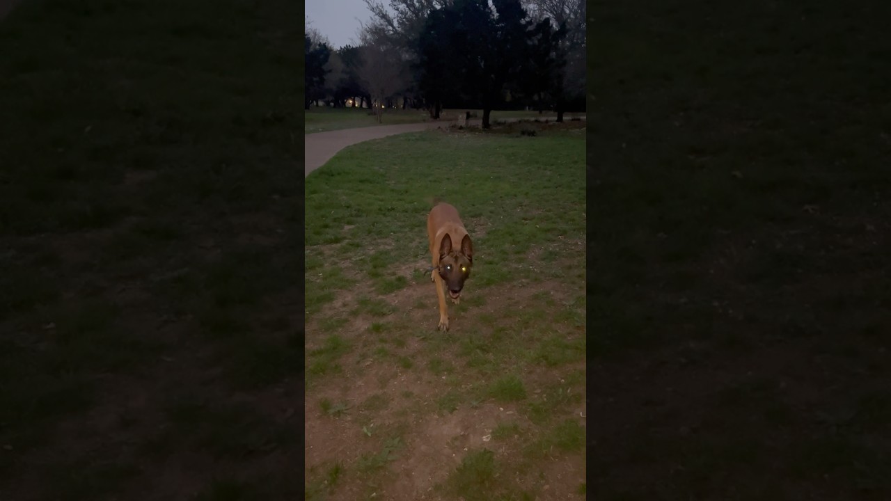 Belgian Malinois obedience training #guardianmalinois #dogtraining