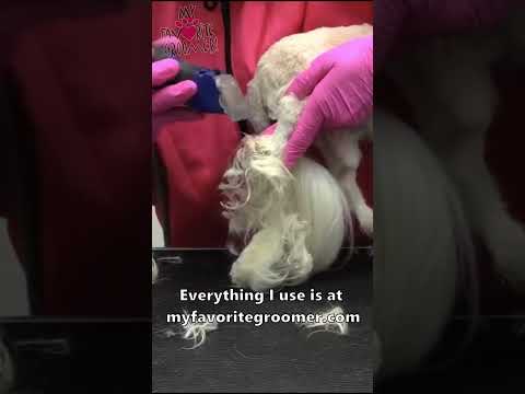 The best clipper to groom a matted dog