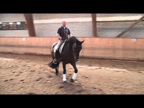 Dressurpferde Blessing