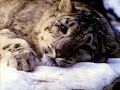 Sesame Street Somebody Come And Play Snow Leopards