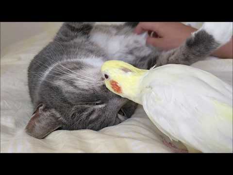 Cat and Bird