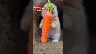 Download lagu 🥰Imut dan Lucu Banget Anakan kelinci makan wortel 🥕 ASMR #short #kelinci #lucu mp3