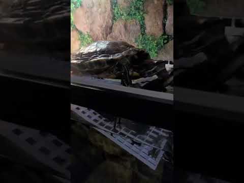 She just goes around the ramp and dives in. Red eared slider turtle. #turtle