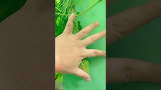 Download lagu Wow, bitter gourd... Let's check it!  mp3