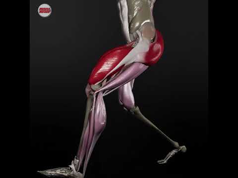 From Textbooks to Real-Life Anatomy! 🎥