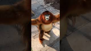 [問卦] 這是悟空小時候嗎？