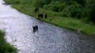 Hyder, Alaska bears 2007