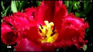Anne Murray  - I Just Fall In Love Again [HD]