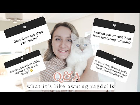 Everything You NEED To Know About Indoor Cats & Ragdolls | Q&A
