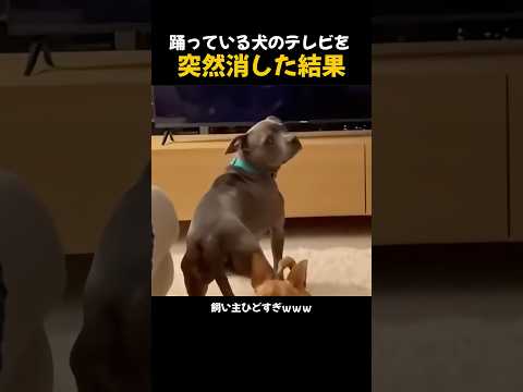 テレビ消した時の犬の温度差