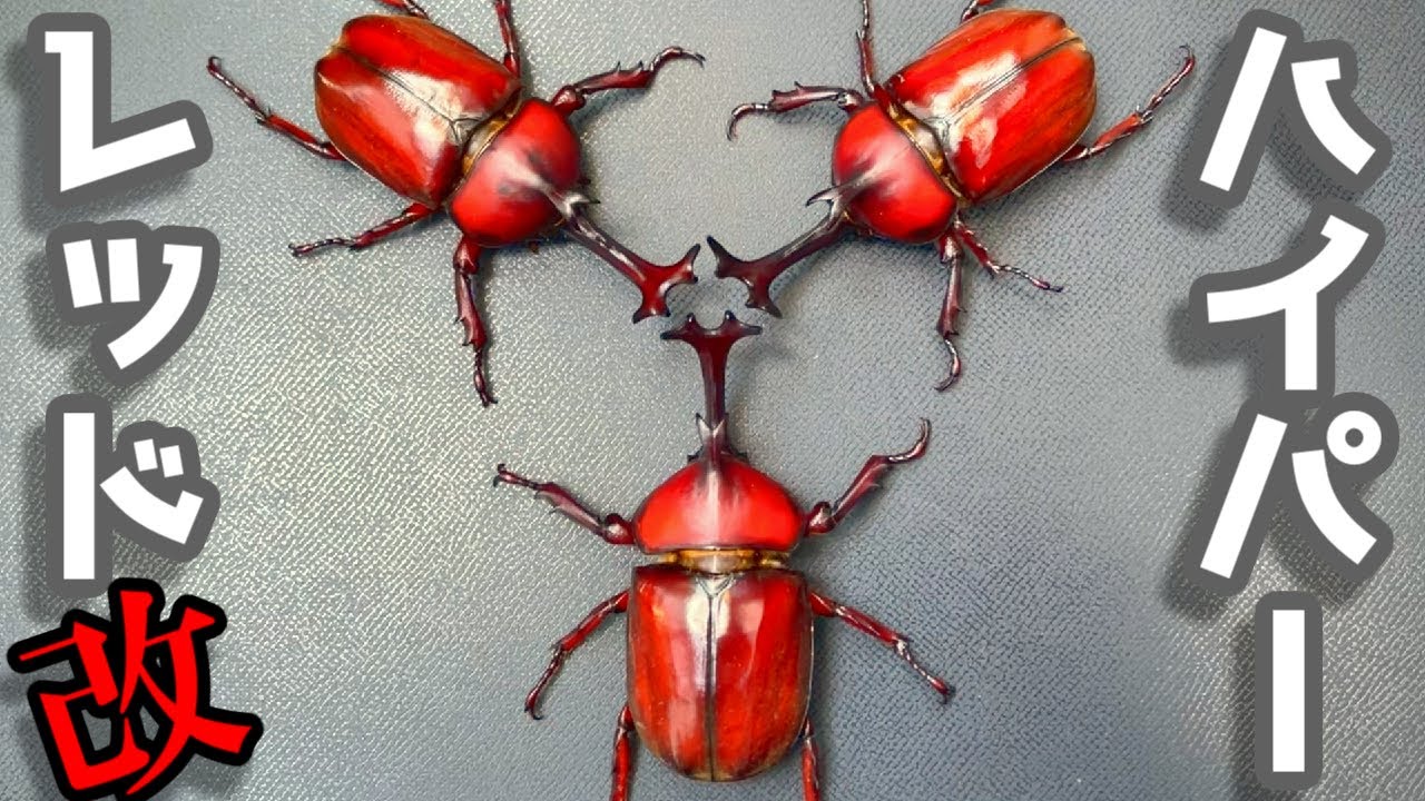 ８年間赤いカブトムシを厳選交配し続けた結果･･･驚くほど赤いヤツらが!!