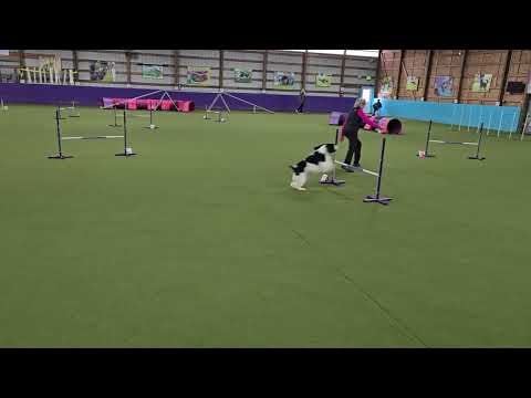 Dottie NADAC Agility - Open Regular (1st Q) 3-30-25