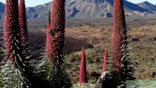 "Cantos Canarios" de  Teobaldo  Power -obra completa-