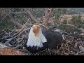 Jackie Nictitating Membrane Yawn Inside Of Oral Cavity 3 4 21 Big Bear Eagles