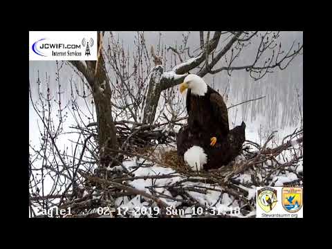 The Trio Eagles - Starr and Valor 1 mate ~ February 17, 2019