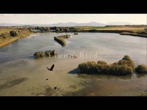 Elven Bird - The waste of flowers
