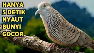 Download lagu Perkutut Lokal Gacor Suara Super Kristal - Pancingan Malas Bunyi (99%AMPUH BANGET) mp3 Download lagu Perkutut Lokal Gacor Suara Super Kristal - Pancingan Malas Bunyi (99%AMPUH BANGET) mp3