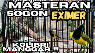 Download lagu Masteran Sogon Materi Kolibri Manggar/Korlap Sejalur 100% jernih. mp3