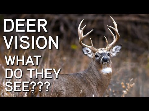 Deer Vision | How It Works And What They See | Deer Hunting Tips