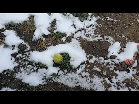 Pomozimo zajedno izgraditi novo sklonište | ZOOCITY & Udruga Bijeli Očnjak