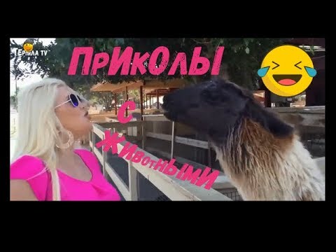 Я РЖАЛ))) / СМЕШНЫЕ ЖИВОТНЫЕ  2020