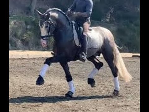 #2102 FEI POTENTIAL 170cm 2017