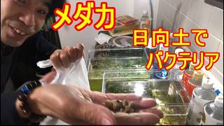 メダカの水槽に日向土を入れたのだ！そう！獰猛にね！