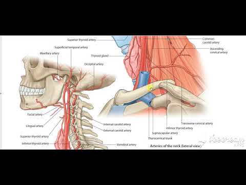 Common Carotid Relations