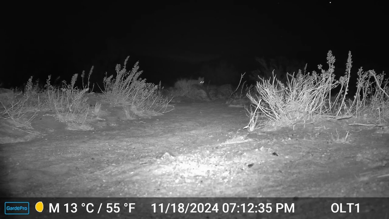 S2E35: Happy Valley Wildlife Camera Footage