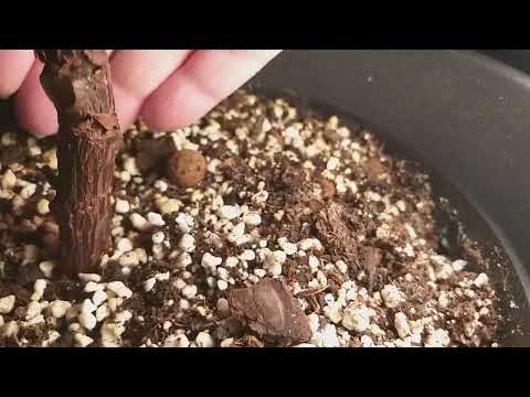 UPPDATERING PÅ LITE ROLIGT SOM HÄNT MED VÄXTERNA TACKVARE DE SOLIGA MARS-VÄDRET