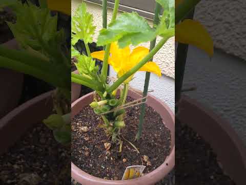 ズッキーニの隣に置いてはいけない野菜は何ですか?彼らは彼らの成長にどのような影響を与えるのでしょうか？  庭園