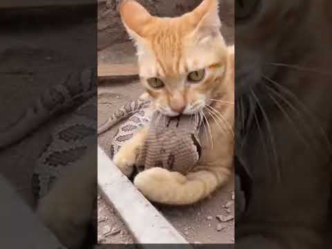 Fearless Cat Defends Its Territory Against a Rattlesnake | Intense Backyard Encounter