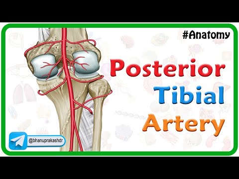 Posterior Tibial Artery Anatomy Animation | USMLE Step 1