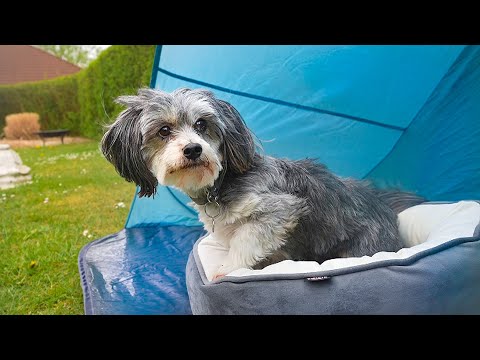 Bubbis nye hjem (Sketch)