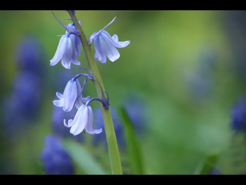 Bluebell bulb planting