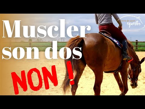 Muscler le dos de son cheval